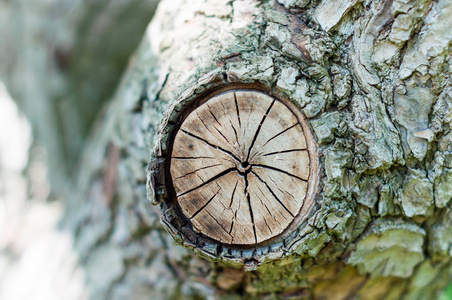 树桩被砍倒了部分树干与年环。抽象纹理树克纳格, 裂开木古