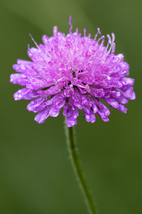 紫罗兰花 dispsacacea