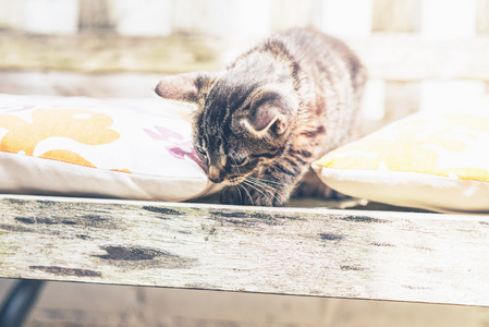 年轻的小猫在长椅上