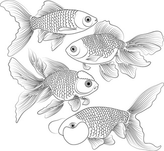 黑色金鱼图片-黑色金鱼素材-黑色金鱼插画-摄图新视界