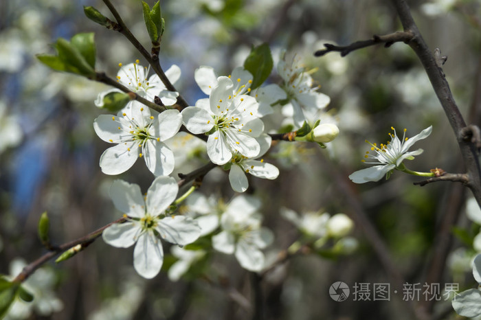 花园中的春花树