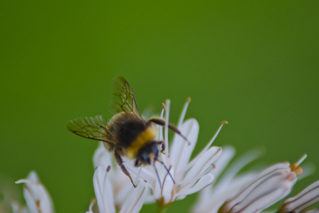 上一朵白花蜂