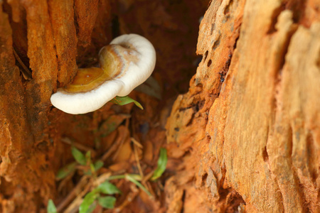 白蘑菇自然发生的