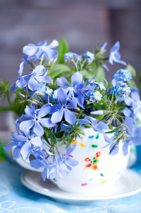 forgetmenot 花