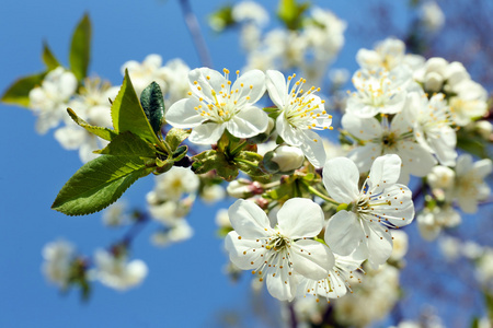 在蓝色天空背景上的春天盛开的樱花树枝