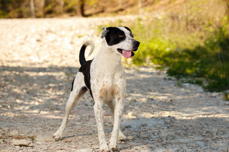 黑色和白色的狗站立户外显示舌头
