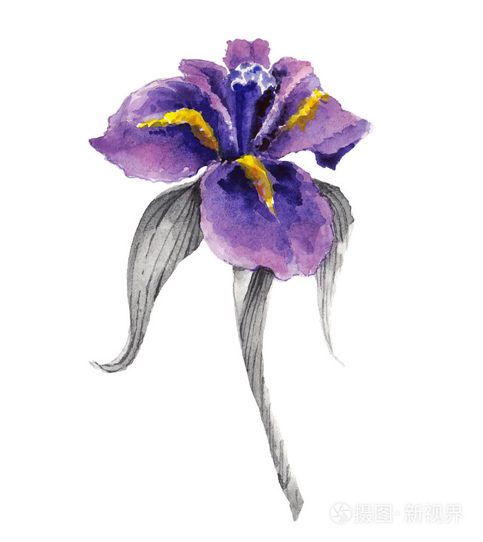 紫罗兰色水彩鸢尾花