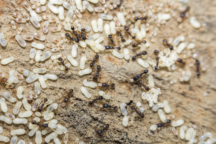 泰国红蚂蚁蛋图片