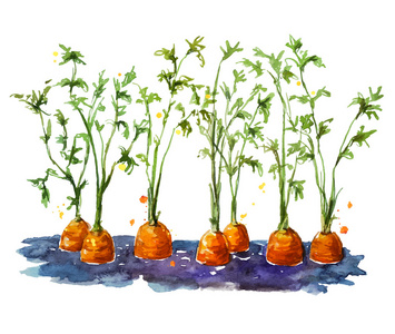 土壤手绘新鲜的有机胡萝卜生长在土壤中.watecolor.手绘照片