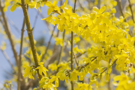 特写连翘花