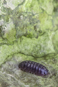 Armadillidiidae 丸 Bug