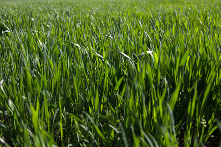 小麦在该字段中的绿色芽苗菜