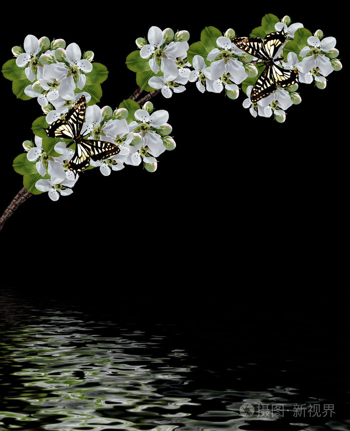 樱桃在黑色背景上孤立的花枝