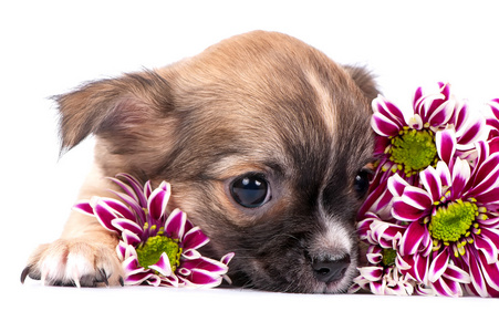 可爱的吉娃娃小狗画像与粉红色的菊花