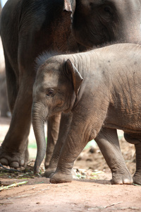 关系泰国小象和妈妈