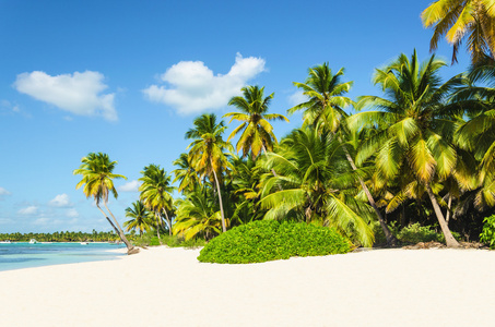 令人惊叹的热带海滩，棕榈树