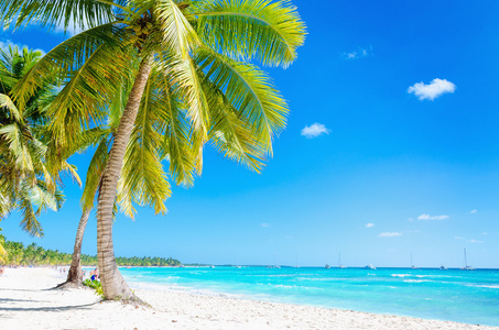 加勒比海滩与异国风情的棕榈树