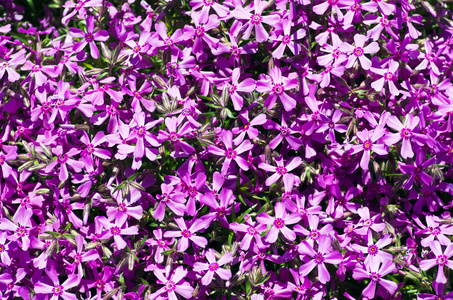 美丽的自然背景下的紫色小花图片