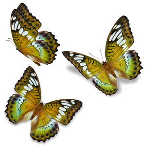 三只黄色的蝴蝶图片