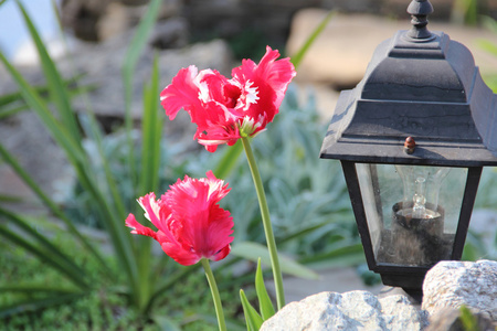盏装饰一盏路灯和明亮的郁金香照片