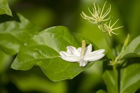 茉莉花的叶子图片