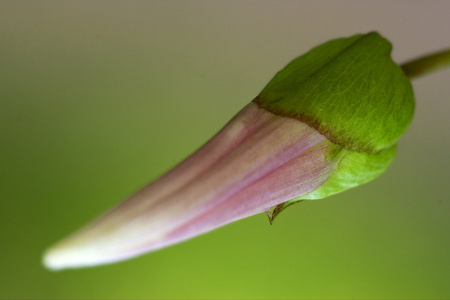 粉红色的花风铃 rapunculus campanulacee