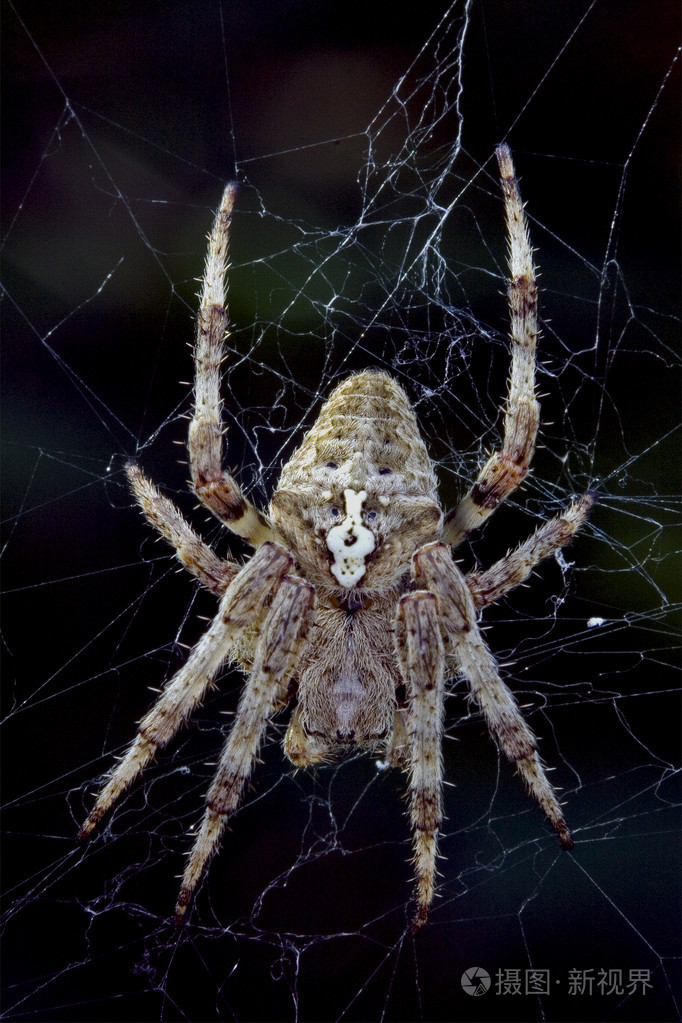 蜘蛛大腹皮