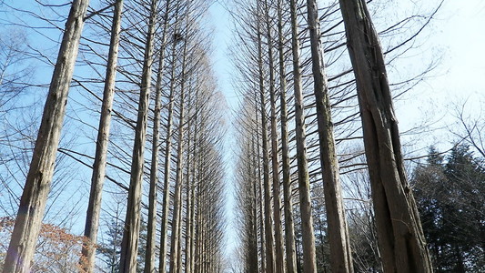 松树上纳米岛韩国