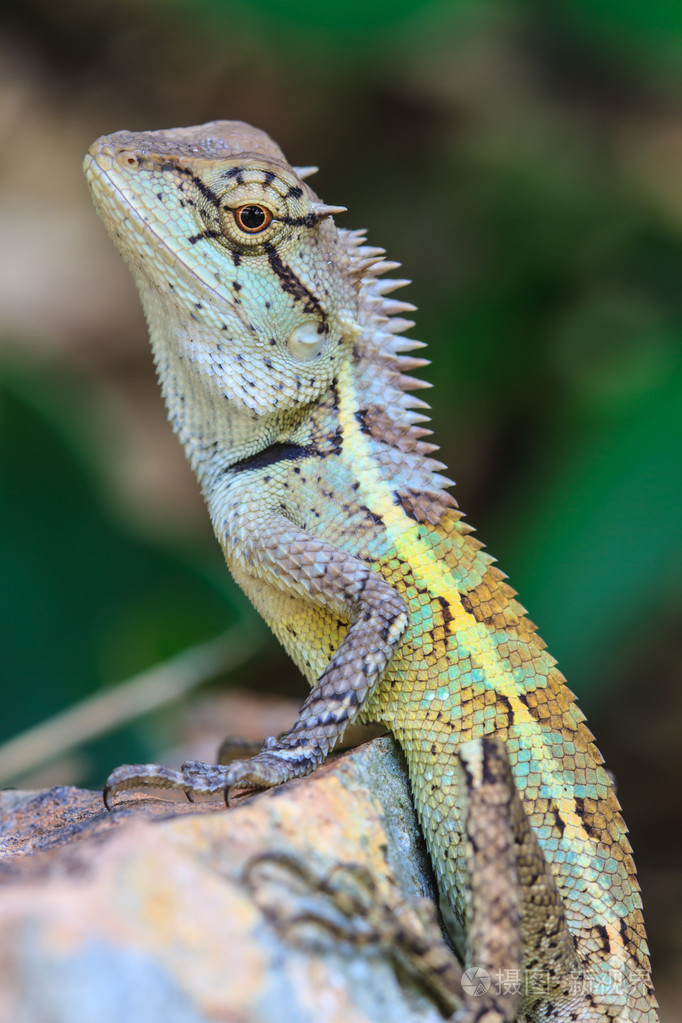 绿色的凤头的蜥蜴