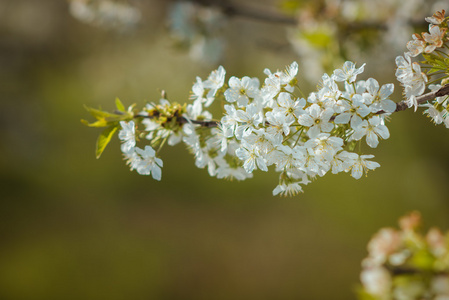 樱桃花