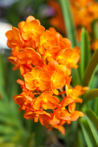 橙色兰花