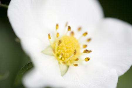 草莓花特写