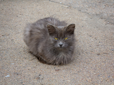 用黄色的眼睛在人行道上无家可归只灰色的猫
