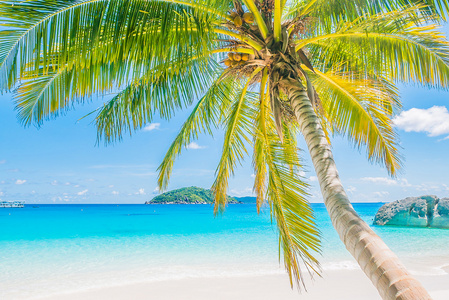 椰子棕榈树热带海滩上