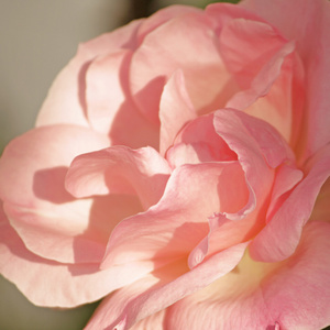 美丽的粉红色玫瑰