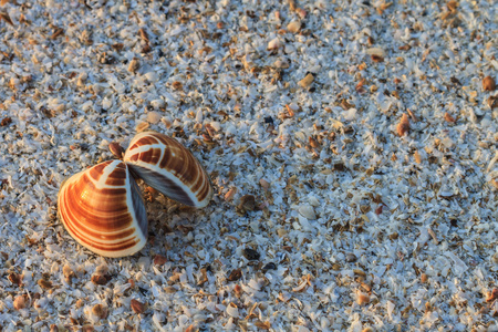 海贝壳砂