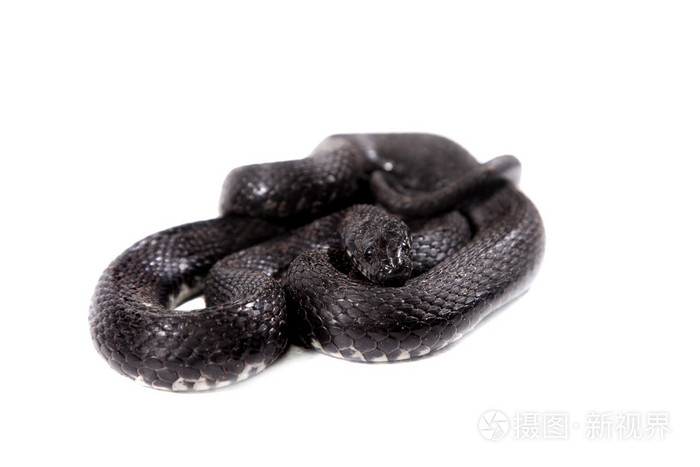 骰子蛇金钱tessellata白色