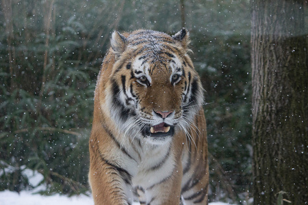 纽约动物园西伯利亚虎照片