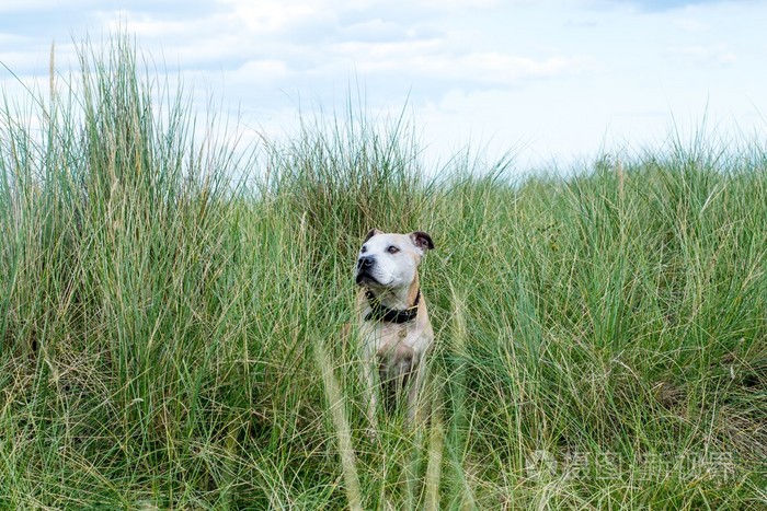 老 Staffy 狗在沙滩上