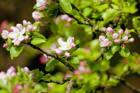 桃花苹果树