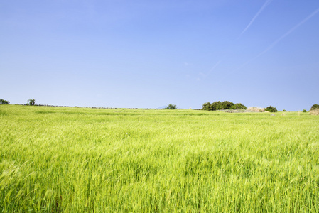 景观的绿色麦田和地平线