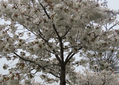 白花树