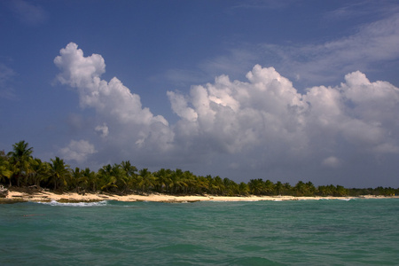 海洋海岸线棕榈和多米尼加的树