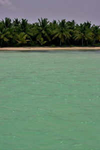 海岸线和多米尼加的树