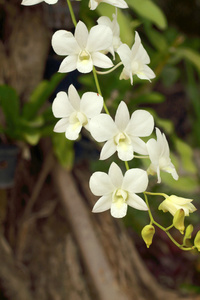 大自然中的美丽白色兰花花朵