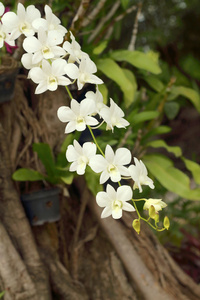 大自然中的美丽白色兰花花朵