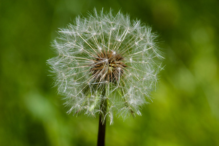 dandelion 宏拍摄