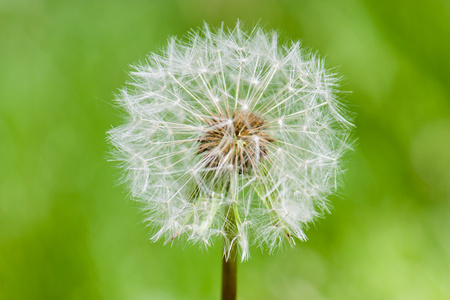 dandelion 宏拍摄