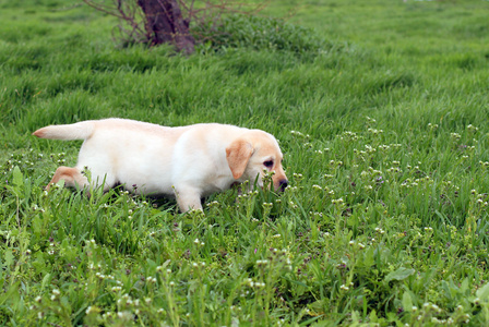 在绿草中运行的黄色拉布拉多犬