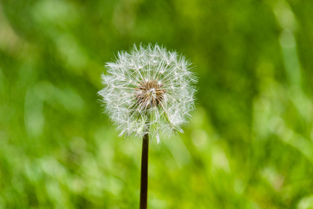 dandelion 宏拍摄